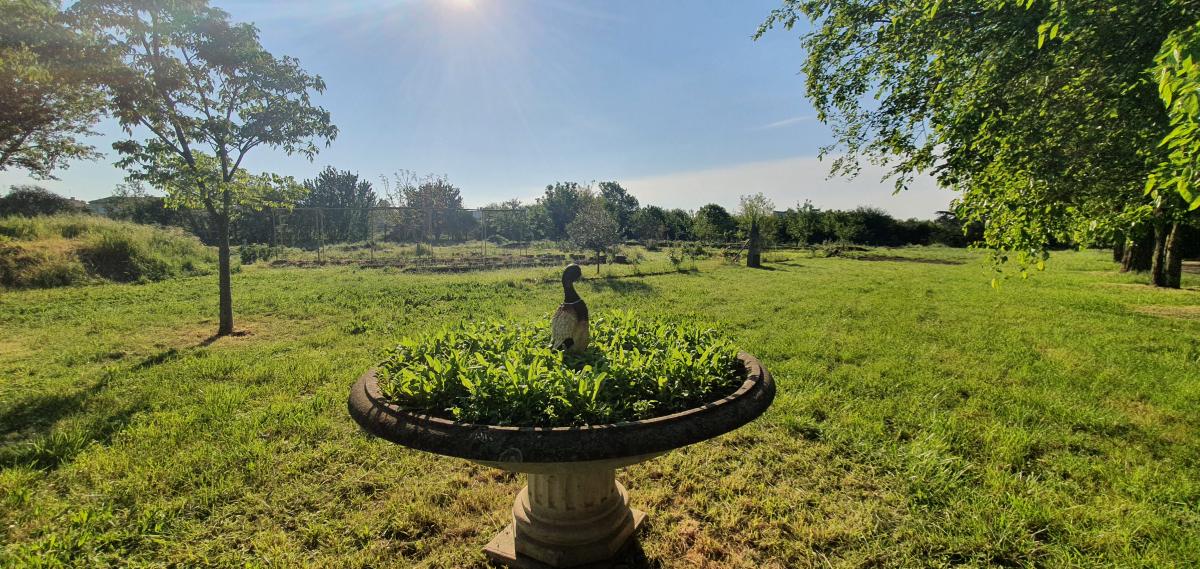 Notre canard veille sur le potager
