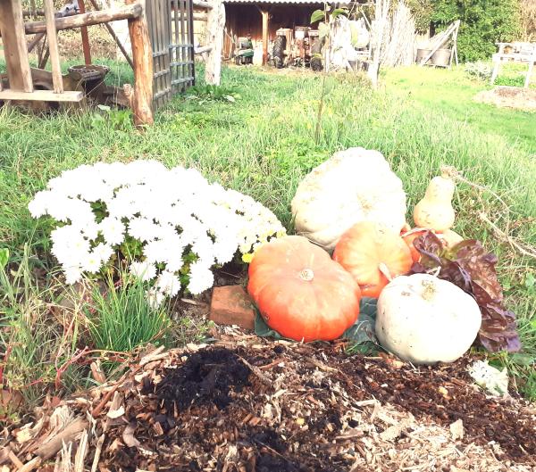 Automne au potager