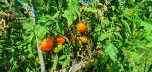 tomates