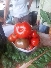 Tomates